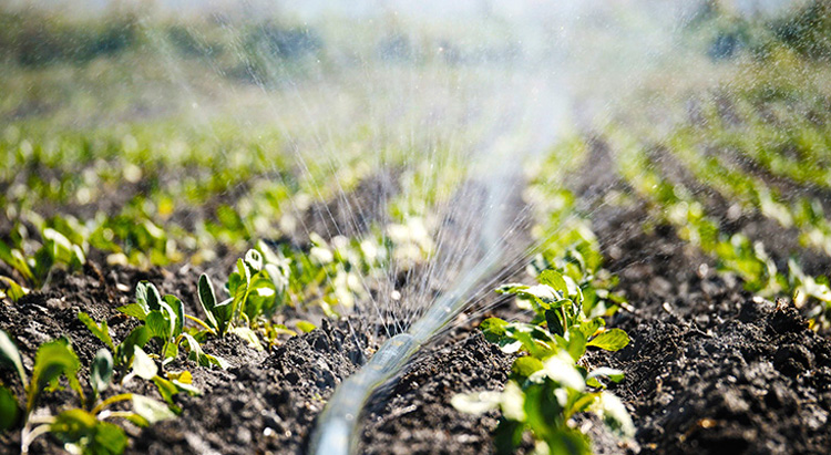 O papel vital dos poços artesianos na agricultura
